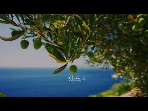 OLIVE BRANCH-ELYANNA lirik dan terjemahan inggris dan bahasa Indonesia#laguviral #lyrics