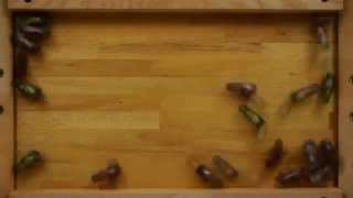 HEX BUG nano の群行動