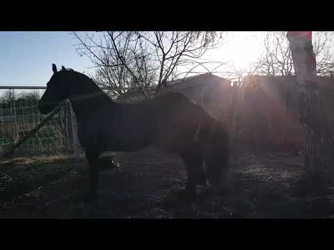 Guido lovaspark Wiliem