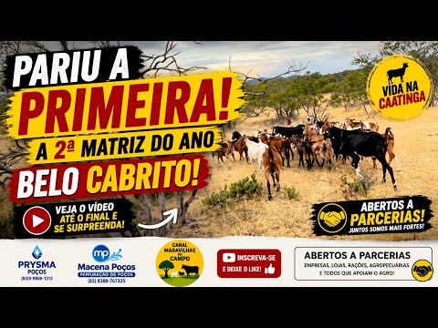 Juntando as Cabras na Nova Propriedade, hoje elas estavam terríveis!