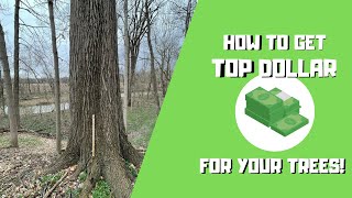 How To Get TOP Dollar for your trees! (Most do this wrong)