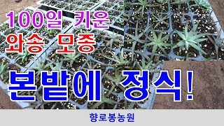 파종후 100일 된 와송모종 밭에 옮겨심기