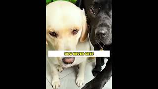 The Sweetest Dog You’ll Ever See 🥺🐾❤️#shorts