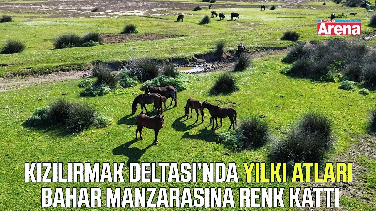 Kızılırmak Deltası'nın zenginliği: Yılkı atları