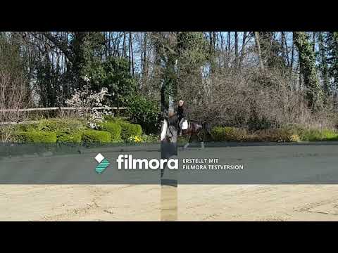 6 jährige Totilas Stute