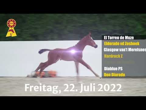 DSP Elite Fohlenauktion in Darmstadt