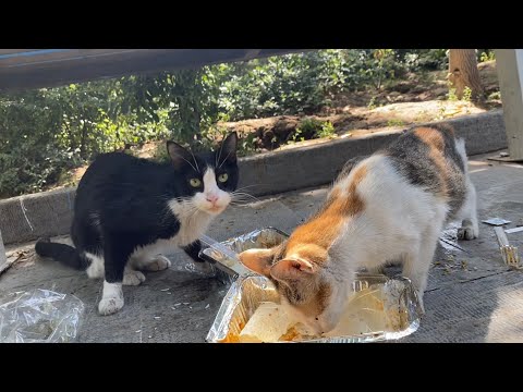 These beautiful cats eat traditional food