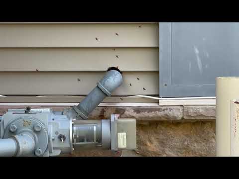 Hornets Found Nesting Above the Gas Line in Skillman, NJ