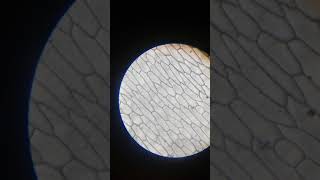 preview picture of video 'ONION PEEL UNDER A COMPOUND MICROSCOPE'