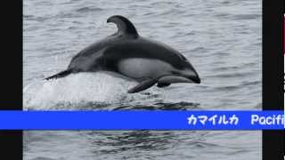 preview picture of video 'あばしりネイチャークルーズ・海の仲間たち  Abashiri Nature Cruise'