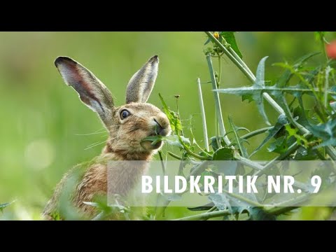 Ich beurteile eure Bilder/Bildkritik Nr. 9
