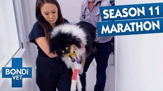 3+ Hours Of Bondi Vet Full Episodes | Season 11