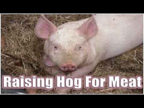 Raising Hog For Meat To Eat