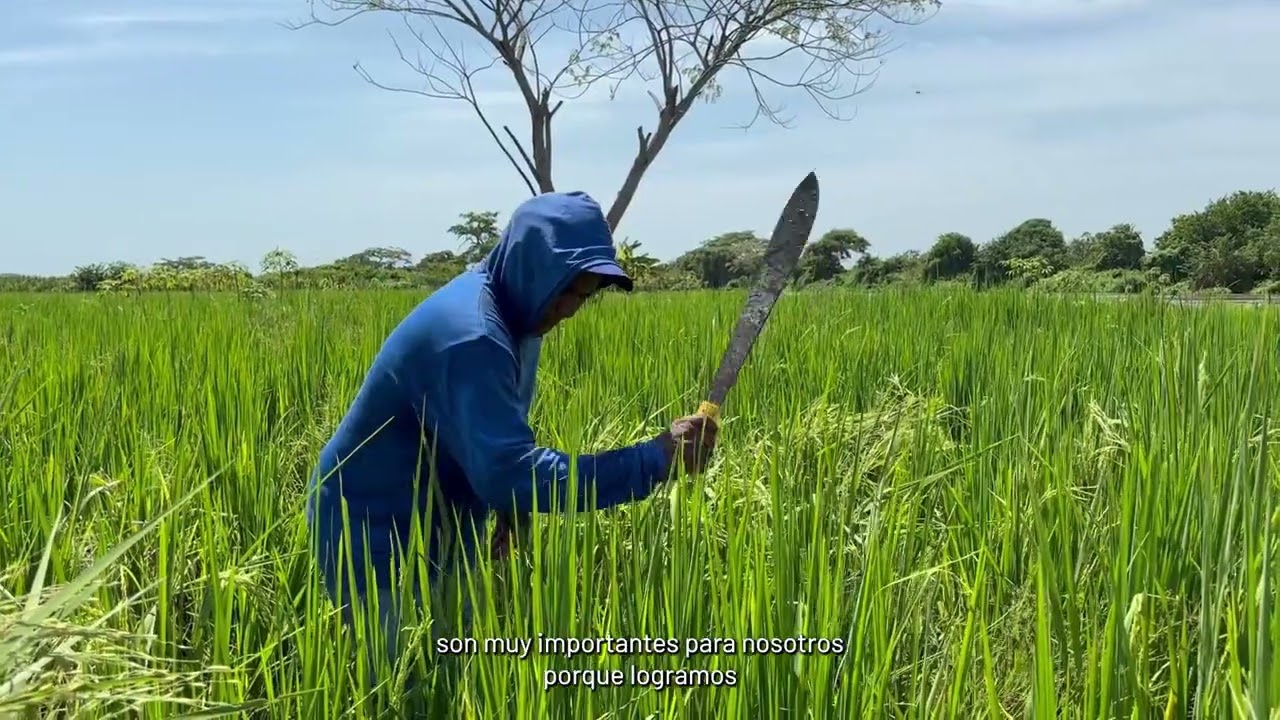 El arroz biofortificado que está cambiando la nutrición en Cartagena, Colombia