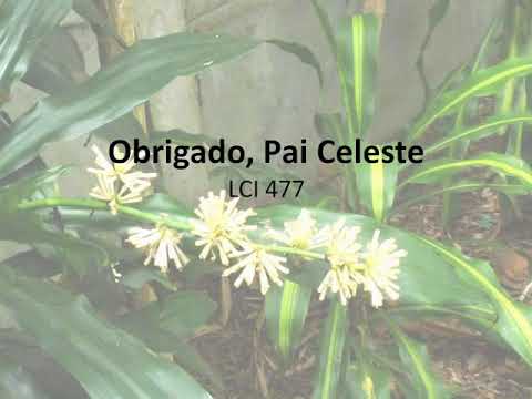 Obrigado, Pai Celeste - LIVRO DE CANTO DA IECLB nº 477