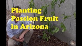 Planting Passion Fruit in Arizona