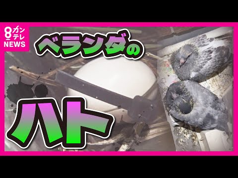 バルコニーからハトを追い払う方法: ハトを遠ざけ、被害を避けるための 3 つの優れた方法  庭園