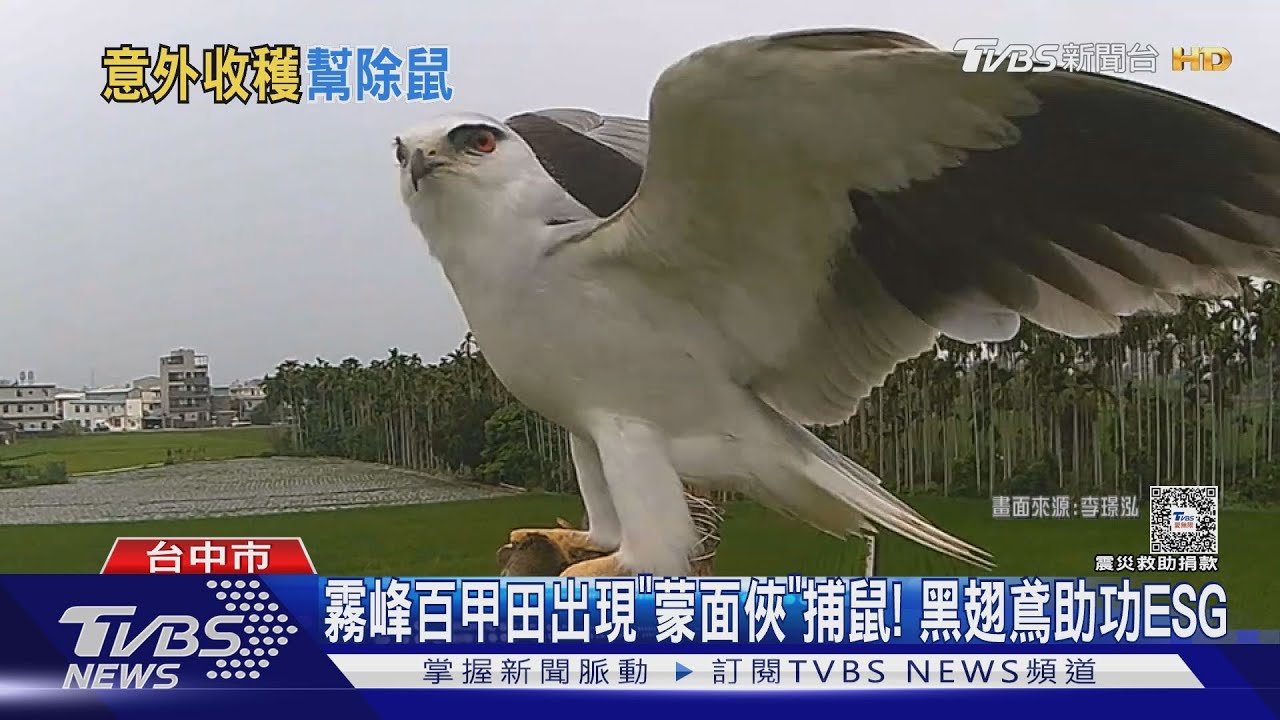 霧峰百甲田出現「蒙面俠」捕鼠! 黑翅鳶助功ESG