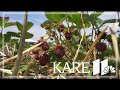 Heat And Drought Force Some U Pick Strawberry Patches To Close At Peak Time
