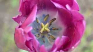 2015-04-28.2 LAST DAYS OF SPRING...