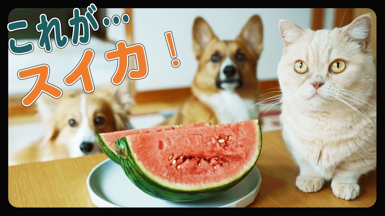 生まれて初めてスイカを見たネコの表情が絶妙