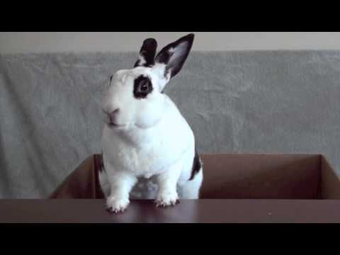 Law & Order: Bunny Business