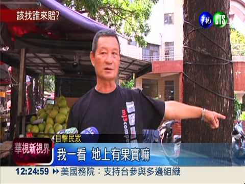 天降桃花心木果實 男遭砸破頭