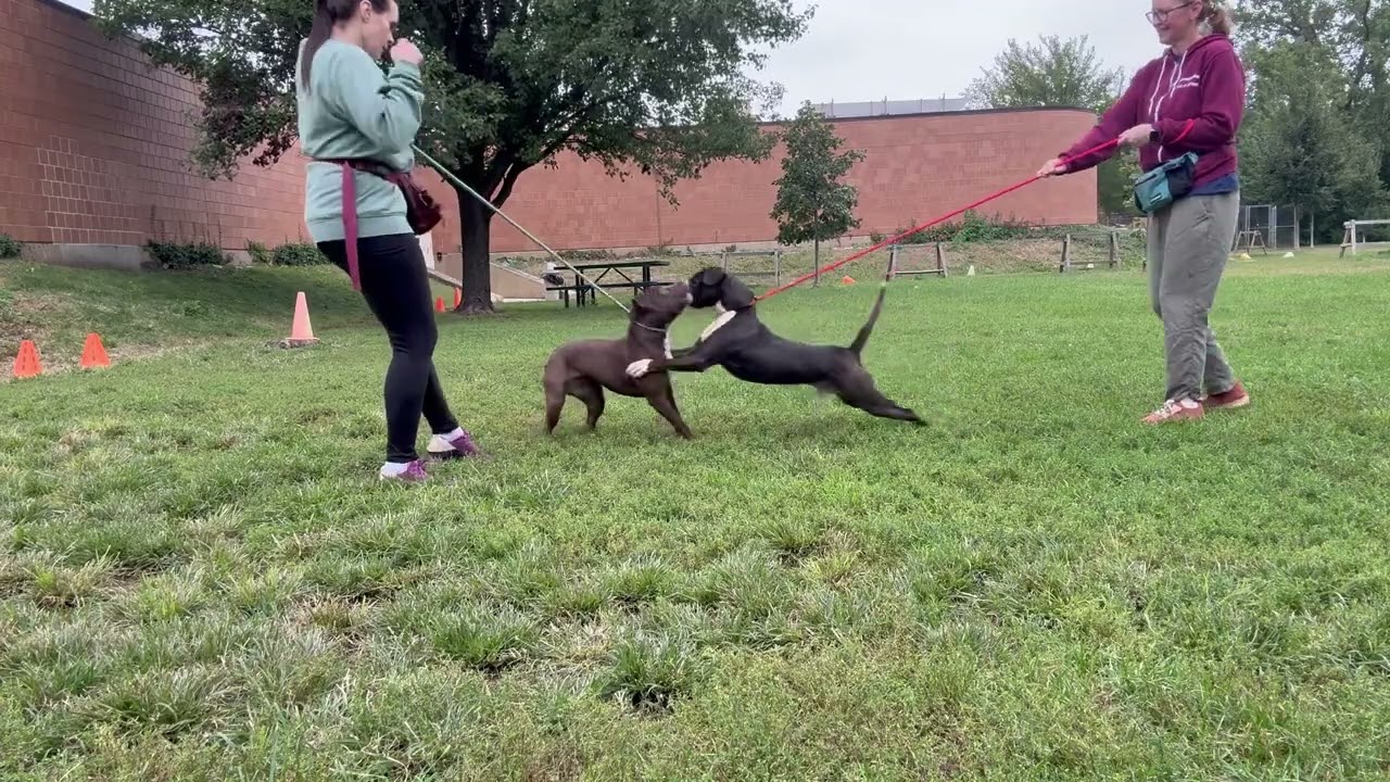 Gonger's Leash Test