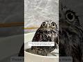 This Family Found A Lonely Baby Owl On The Road And Adopted It