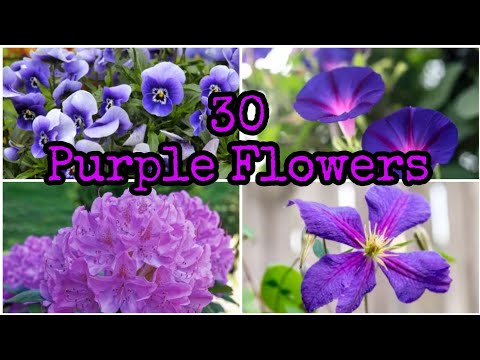 30 BEST PLANTS WITH PURPLE FLOWER TO GROW OUTDOOR