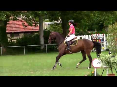 Galaxie du Moulin MM v. Balou du Rouet x Argentinus 1 SprPf M Ilsfeld 2016