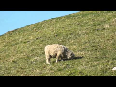 Isaacs Plumbing and Electrical - Customer Success Story (Gavin Streeter - Isaacs Plumbing and Electrical)