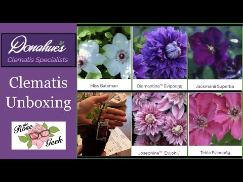 🌹 Donahue's Clematis Unboxing / Rose Companion Plants / Flowering Vines