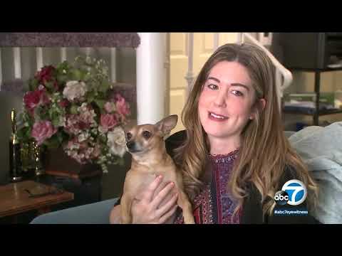 Sherman Oaks dog Casper going viral for his adorable singing videos | ABC7