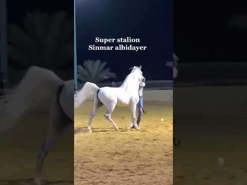 SINMAR ALBIDAYER . #SHANGHAI_EA BY #WH_JUSTICE & #SALWA_ALBIDAYER BY #MARWAN_AL_SHAQAB