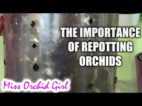 , title : 'Orchid Maintenance 2.1 - The importance of regular repotting'