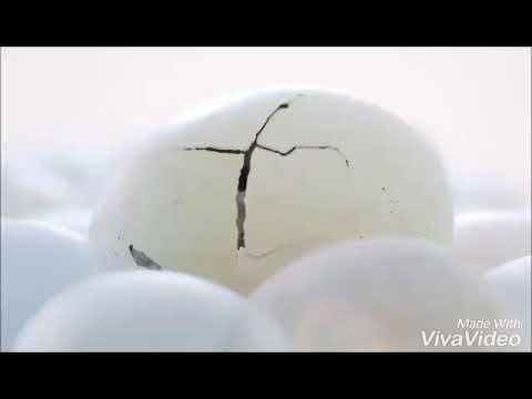 Video by Aarohi Kokate -- cute cat