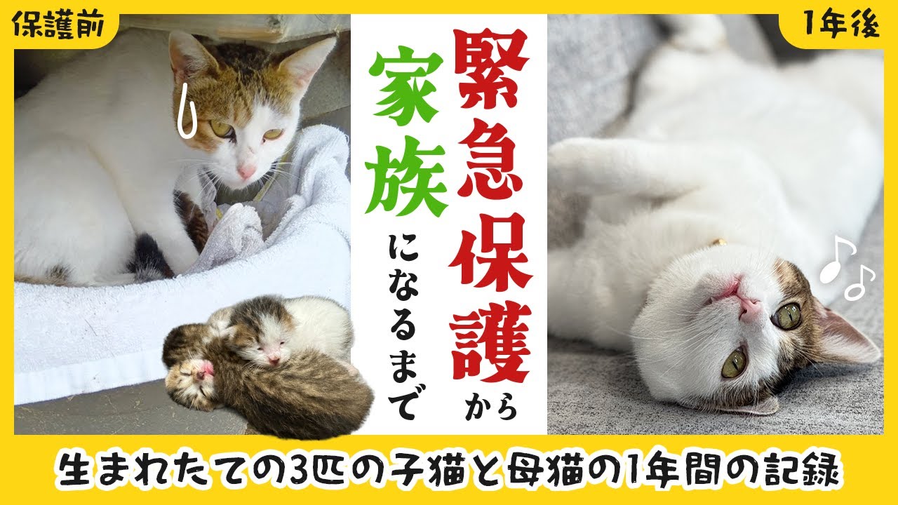 【総集編】野良猫一家を保護して1年が経ちました