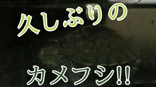 私の亀（カメフシ）を久しぶりに見てみた!!