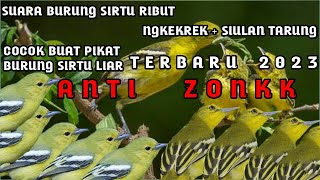 Download lagu suara burung sirtu ngekrek   siulan tarung terbaru 2023 mp3