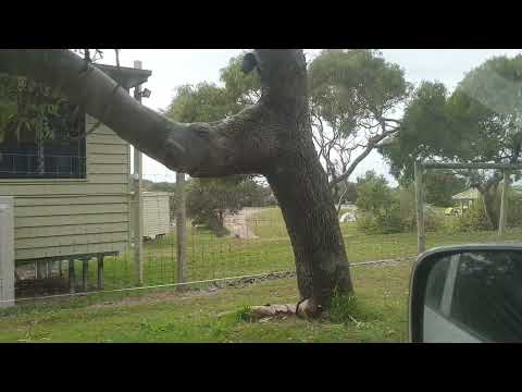 Dilli Village and the Dilli Village Track | All About Fraser Island