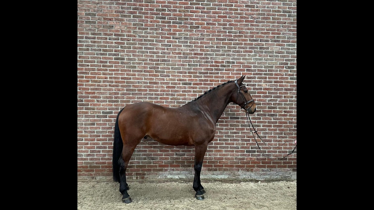 Conor (CONNECT x ELDORADO VAN DE ZESHOEK) video 5