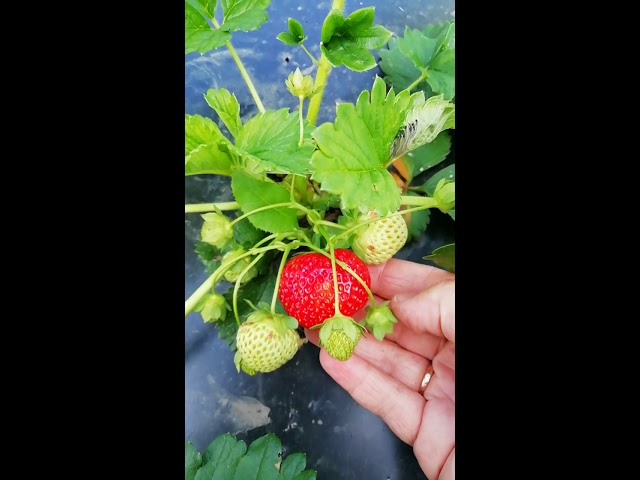 Клубника Викода крупноплодные вкусный сорт