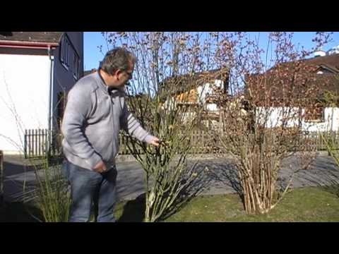 Wie schneide ich einen Hibiskus