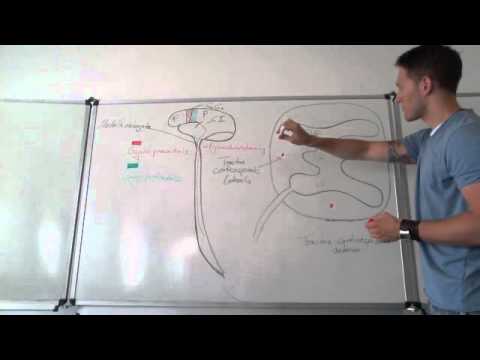 Pyramidenbahn - Pyramidales System