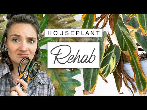 House Plant RESCUE 🌿 How To Save a Dying House Plant