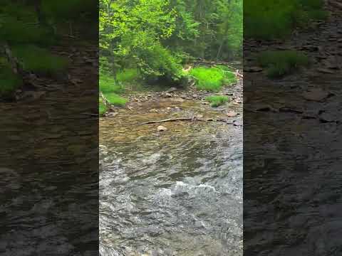 this is right next to the road that passes through the campsite.