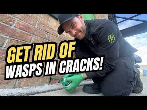 Never Make This Mistake With Wasps & Hornets
