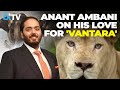 Anant Ambani Expresses His Love For Animals & How 'Vantara' Is Home For All The Animals