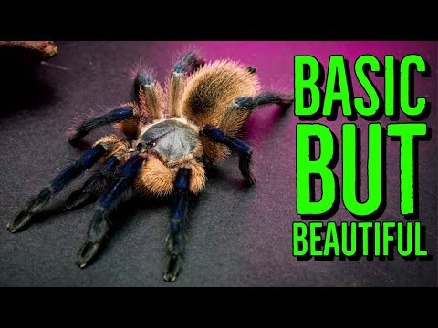 Top 5 BASIC but BEAUTIFUL Tarantulas!